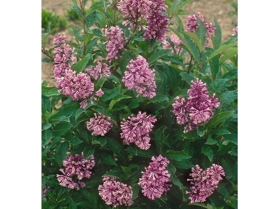 Syringa-'Royalty'.jpg Syringa-'Royalty'.jpg
