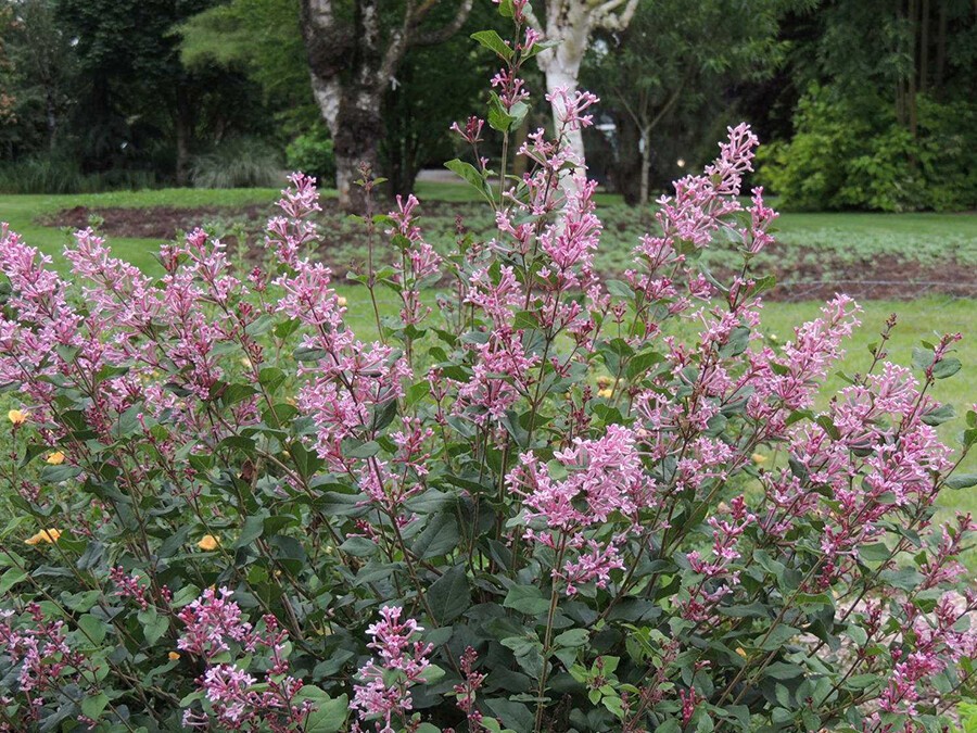 Syringa-'Pink-Perfume'.jpg Syringa-'Pink-Perfume'.jpg