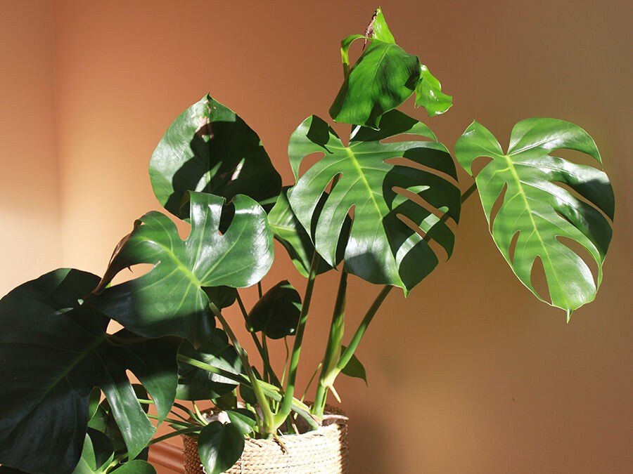 Adopter une Monstera : tous les bienfaits et conseils pour l’entretien de cette plante d’intérieur