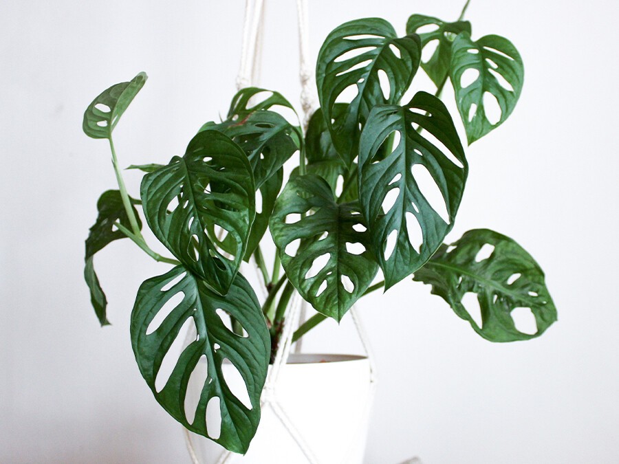 Monstera-adansonii.jpg Monstera-adansonii.jpg