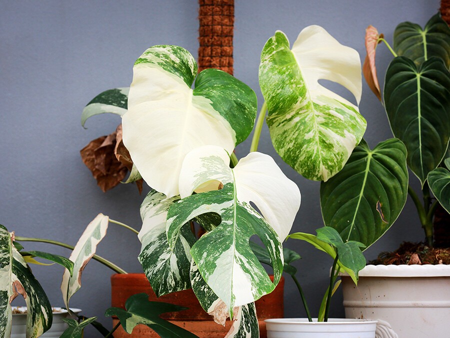 Monstera-'Variegeta'.jpg Monstera-'Variegeta'.jpg