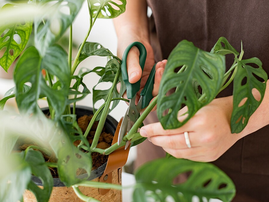 Taille-Monstera.jpg Taille-Monstera.jpg