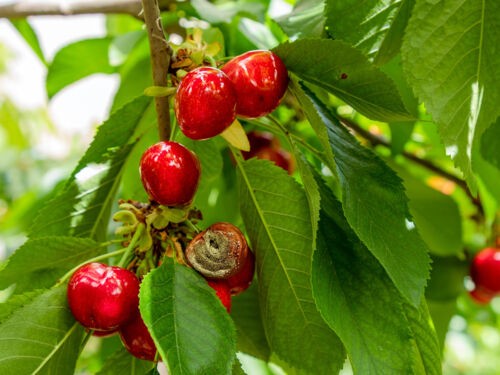 Mouche de la cerise : comment protéger vos fruits et éviter les vers ?