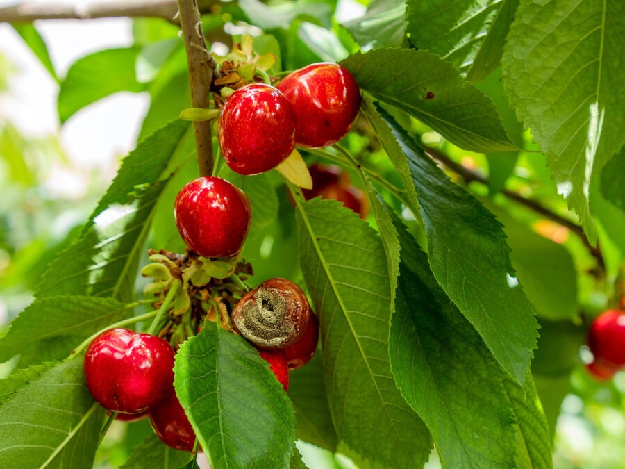 Mouche de la cerise : comment protéger vos fruits et éviter les vers ?