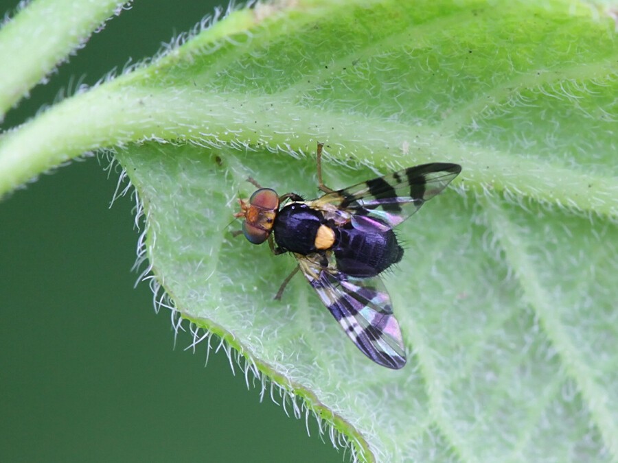 Mouche-de-la-cerise.jpg Mouche-de-la-cerise.jpg