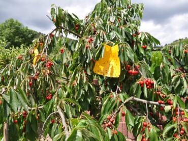 piège à phéromone.jpeg
