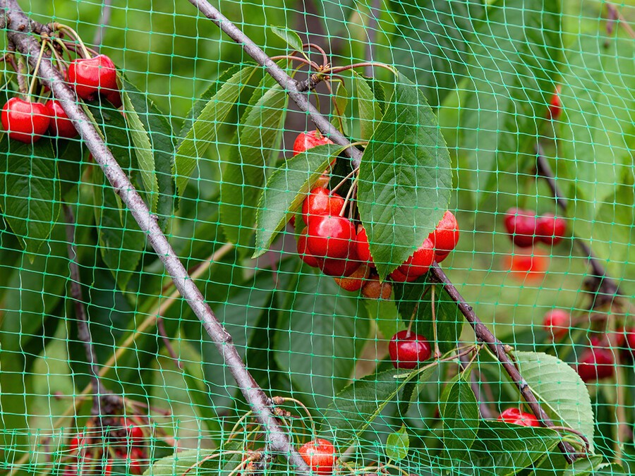 Filet-protection-anti-insectes.jpg Filet-protection-anti-insectes.jpg