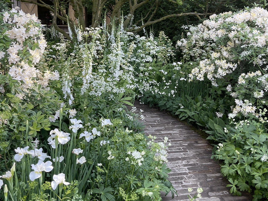 La magie du blanc au jardin : élégance, lumière et harmonie