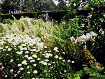 jardin-blanc-de-Sissinghurst.png