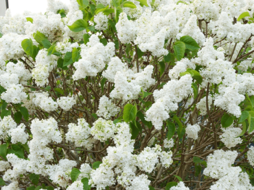 SYRINGA-VULGARIS-DENTELLE-D'ANJOU®'.png