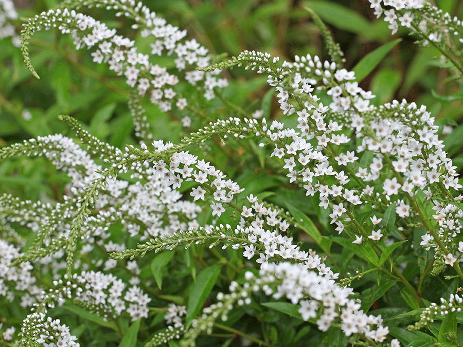 Lysimachia-clethroides.png Lysimachia-clethroides.png