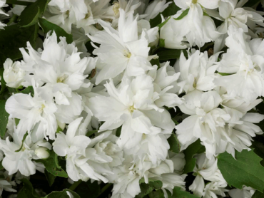 PHILADELPHUS-BUCKLEY'S-QUILL.png