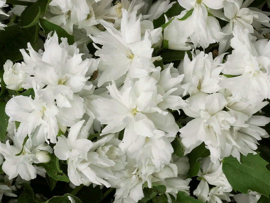 PHILADELPHUS-BUCKLEY'S-QUILL.png PHILADELPHUS-BUCKLEY'S-QUILL.png