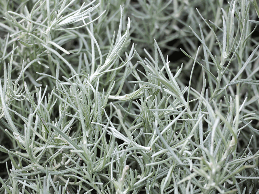 l’Helichrysum-italicum.png l’Helichrysum-italicum.png
