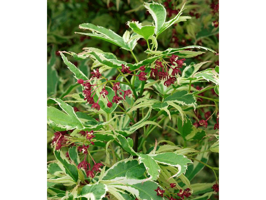 acer_palmatum_butterfly.png acer_palmatum_butterfly.png
