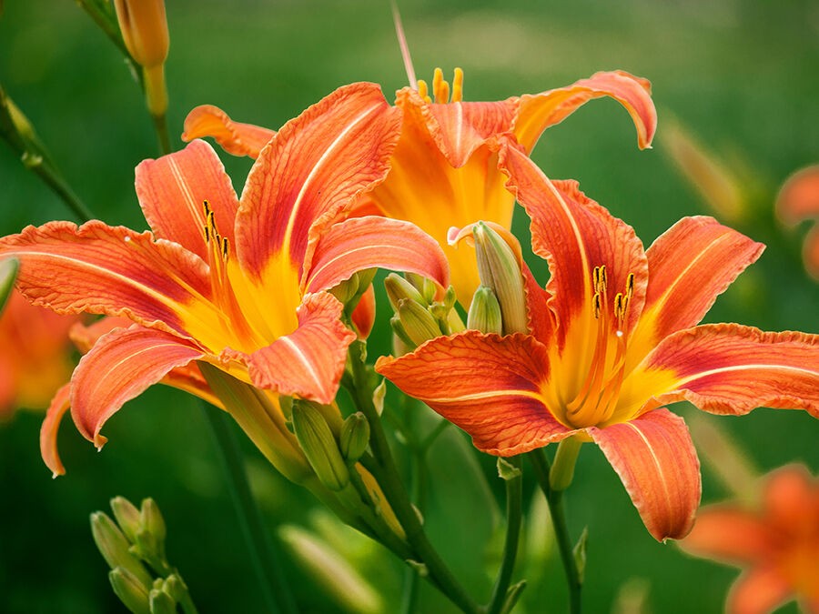 Hémérocalles, des plantes faciles et généreuses au jardin