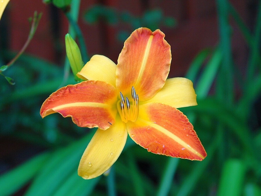 Hemerocallis-EVERYDAY®-YELLOW-PUNCH.jpg Hemerocallis-EVERYDAY®-YELLOW-PUNCH.jpg