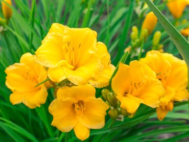 Hemerocallis-‘Stella-de-Oro’.jpg