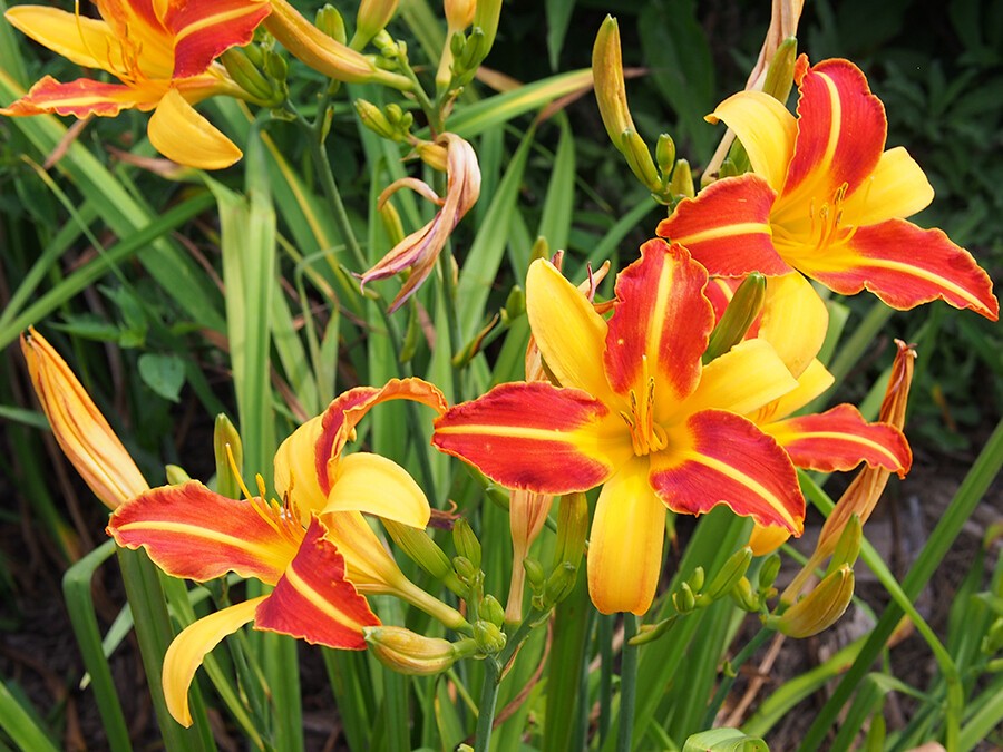 Hemerocallis-‘Frans-Hals’.jpg Hemerocallis-‘Frans-Hals’.jpg