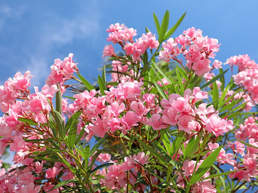 Laurier-rose.jpg Laurier-rose.jpg