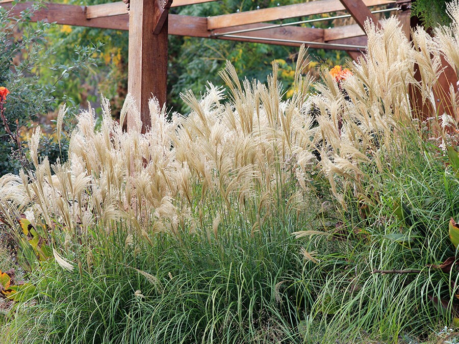 Calamagrostis.jpg Calamagrostis.jpg