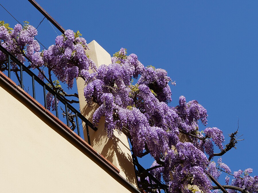 Glycine.jpg Glycine.jpg