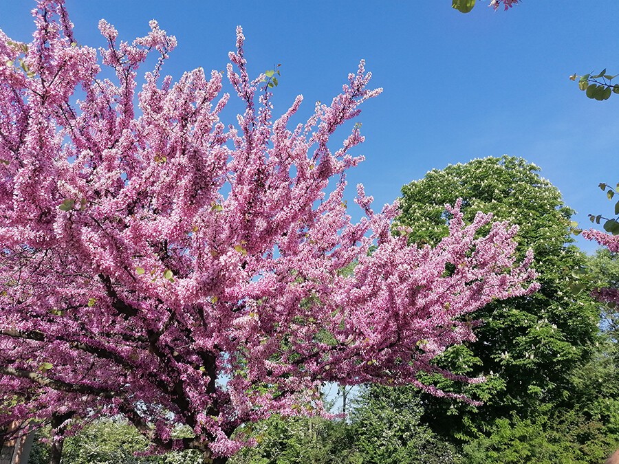 Arbre-de-Judée.jpg Arbre-de-Judée.jpg