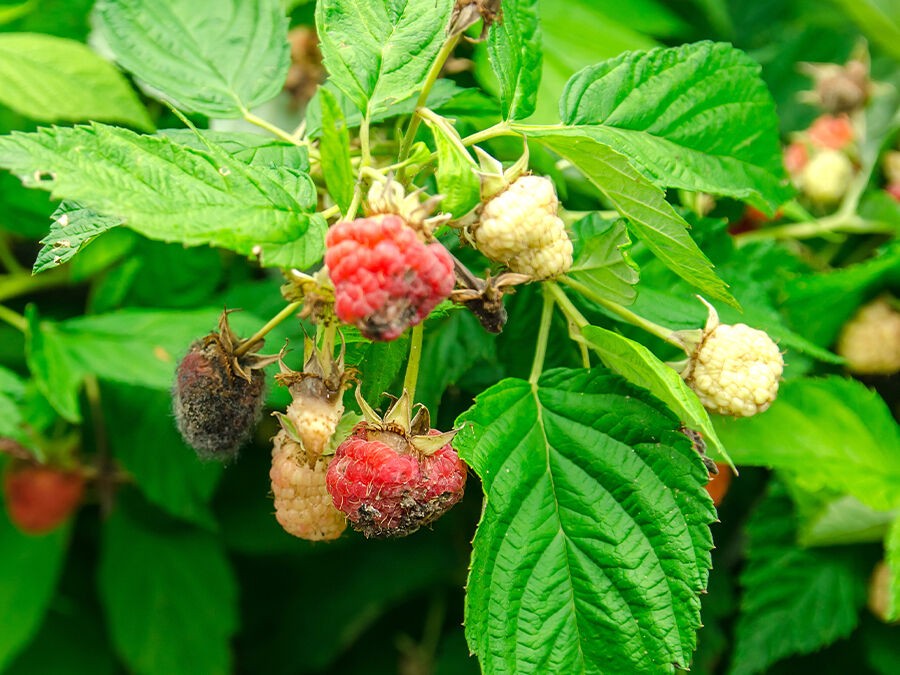 Drosophila suzukii : Le fléau des petits fruits rouges – Comment protéger votre jardin ?