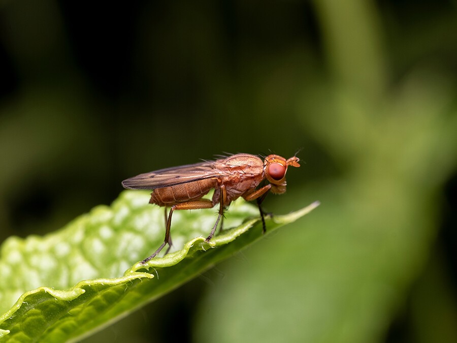 Drosophila-suzukii.jpeg Drosophila-suzukii.jpeg