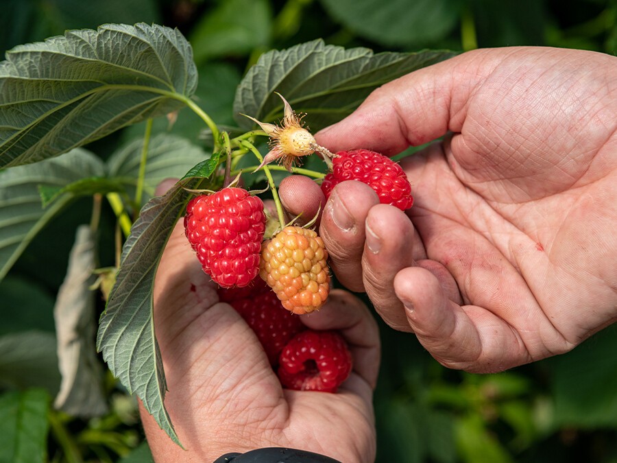Récolte-framboises.jpg Récolte-framboises.jpg