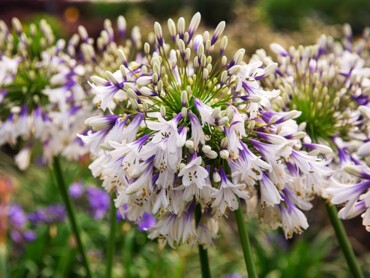 Agapanthus-Fireworks-(9).jpg