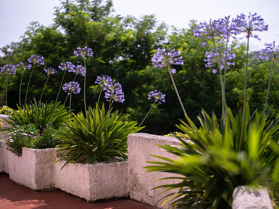 Agapanthe-en-pot.jpg Agapanthe-en-pot.jpg