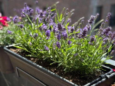 Lavande-en-pot.jpg