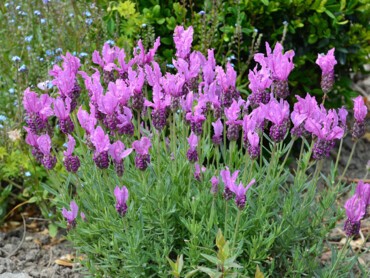 Lavandula stoechas THE PRINCESS® LAVENDER-SAPHO-2.JPG