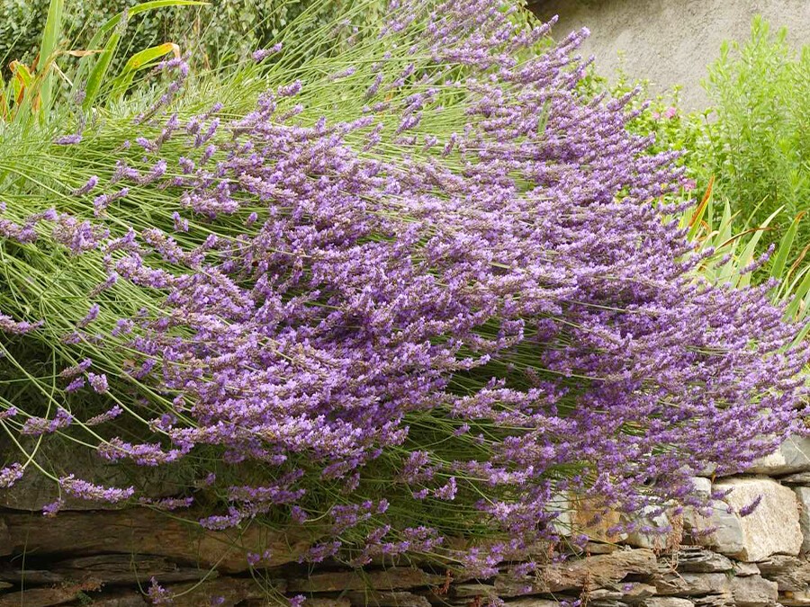LAVANDULA-x-intermedia-GROSSO.jpg LAVANDULA-x-intermedia-GROSSO.jpg