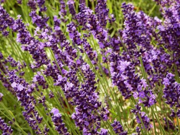 LAVANDULA-angustifolia-TWICKEL-PURPLE.jpg