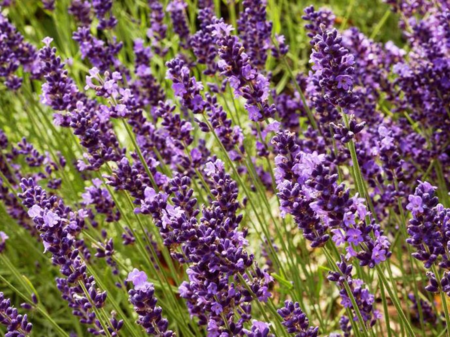 LAVANDULA-angustifolia-TWICKEL-PURPLE.jpg LAVANDULA-angustifolia-TWICKEL-PURPLE.jpg