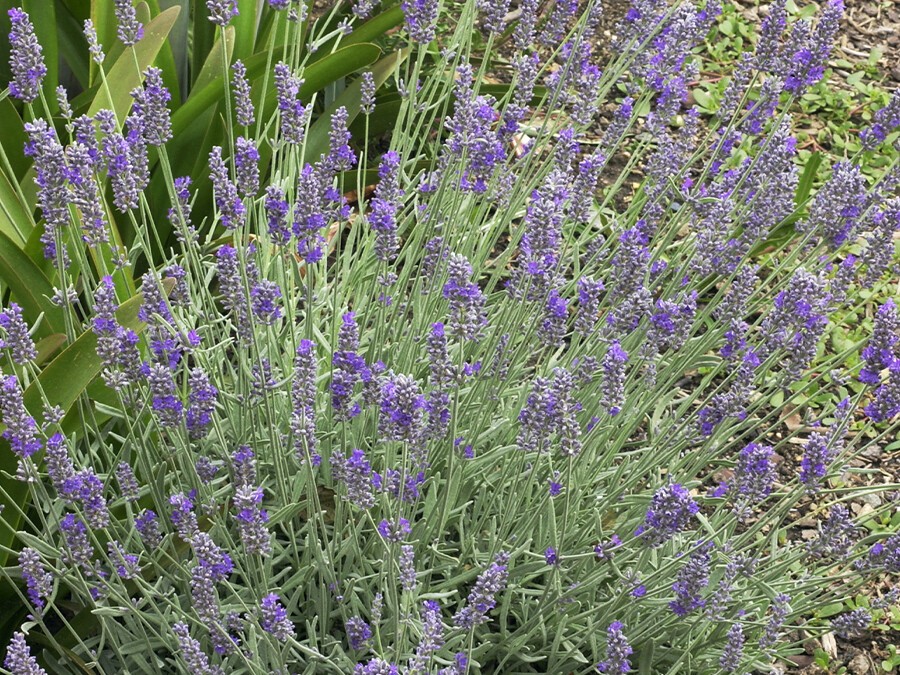 Lavandula-'Richard-Gray'.jpg Lavandula-'Richard-Gray'.jpg