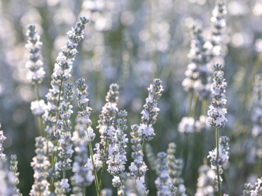 Une-lavande-blanche.jpg
