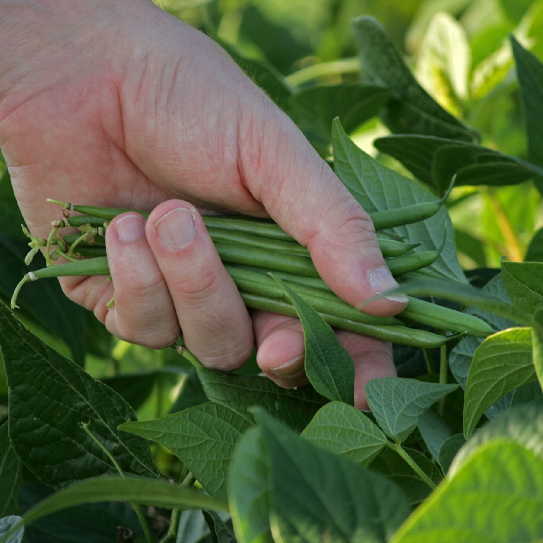 recolte-haricots-verts.jpg recolte-haricots-verts.jpg