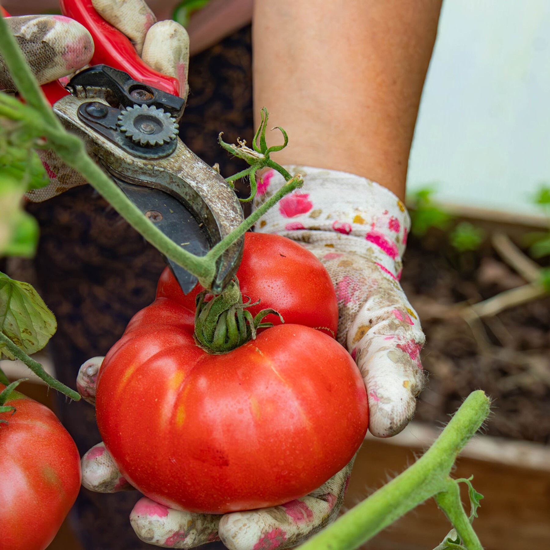 recolte-tomates.jpg recolte-tomates.jpg