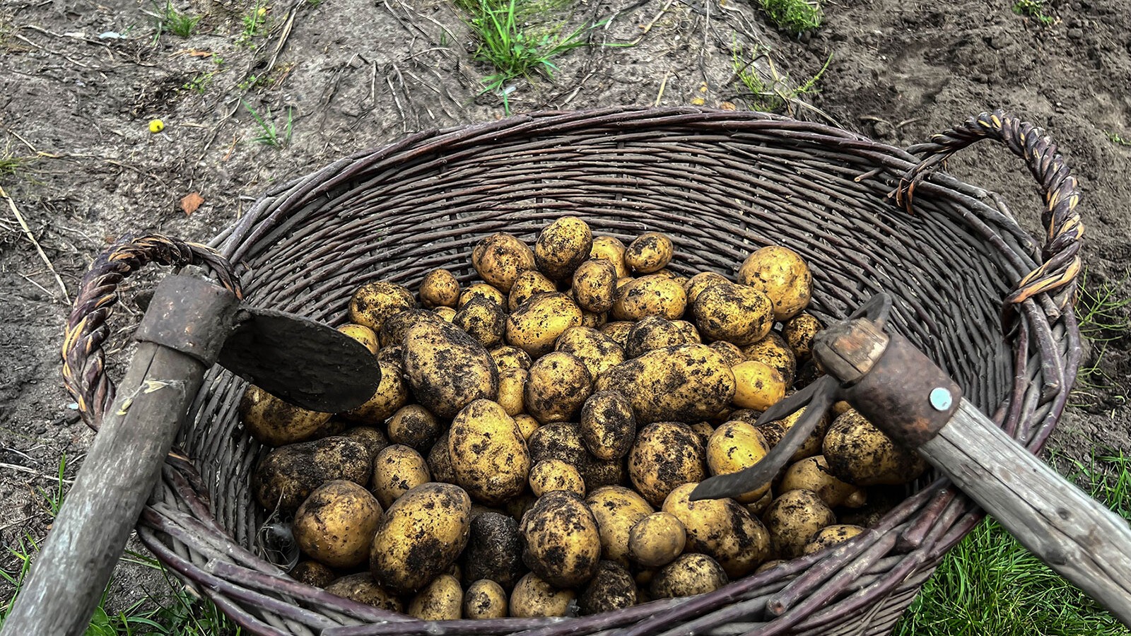 Recolte-pommes-de-terre.jpg Recolte-pommes-de-terre.jpg