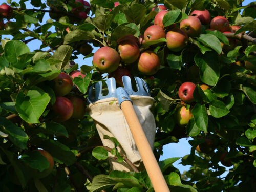 Récolte des fruits et légumes du jardin : techniques, outils et conseils pratiques