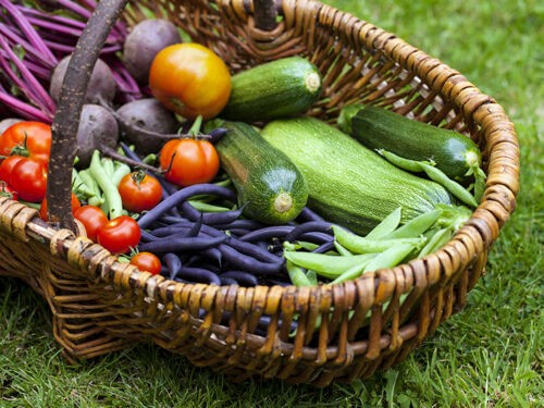 Le potager en septembre : que planter, semer et récolter ?