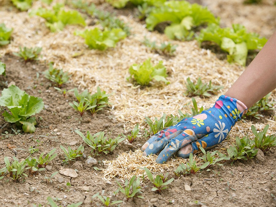paillage-potager.jpg paillage-potager.jpg