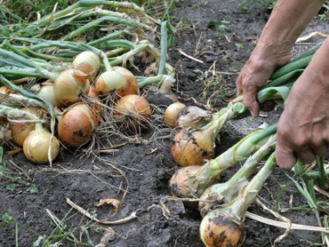 recolte-derniers-oignons.jpg