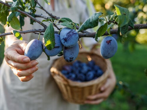 Que faire des prunes de son jardin ?
