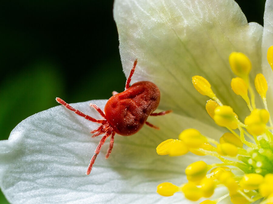 Comment lutter naturellement contre les acariens du jardin ?