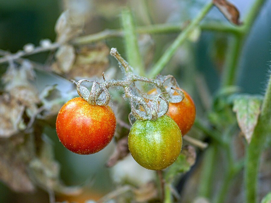 Plant-de-tomates-infectés-d'acariens.jpg Plant-de-tomates-infectés-d'acariens.jpg