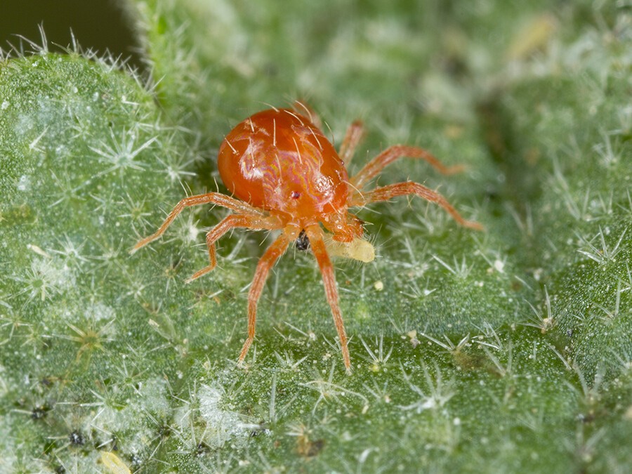 Phytoseiulus-persimilis.jpg Phytoseiulus-persimilis.jpg